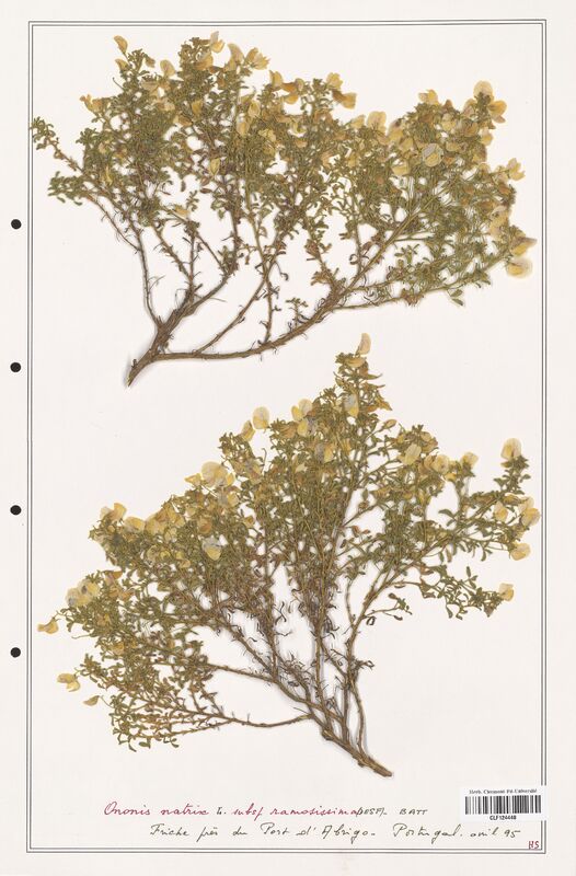 Ononis natrix  (Fabaceae)