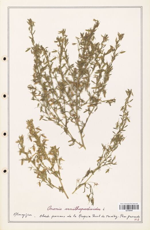 Ononis ornithopodioides  (Fabaceae)