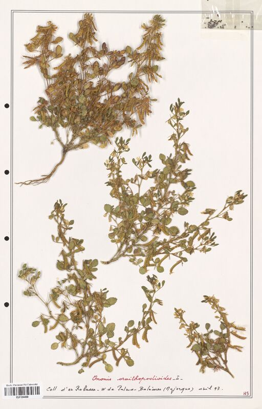 Ononis ornithopodioides  (Fabaceae)