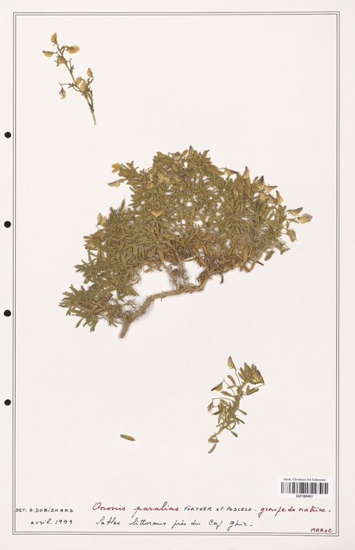 Ononis paralias  (Fabaceae)