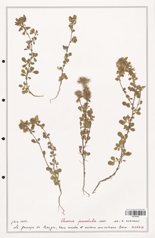 Ononis pendula  (Fabaceae)