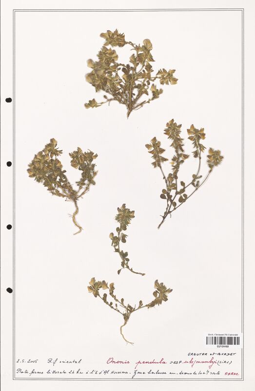 Ononis pendula  (Fabaceae)