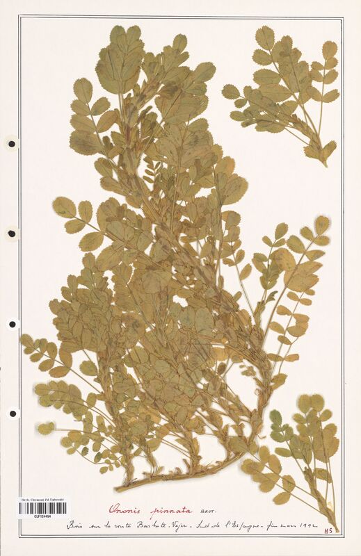 Ononis pinnata  (Fabaceae)