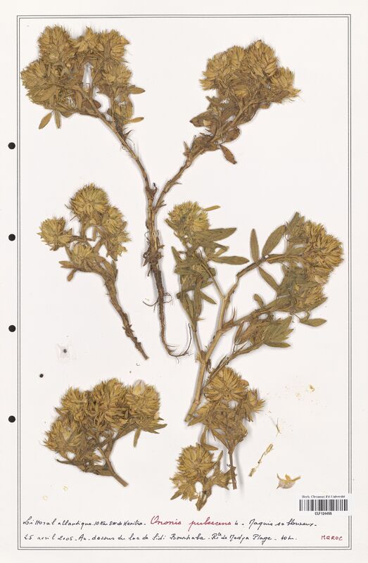 Ononis pubescens  (Fabaceae)