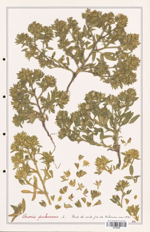 Ononis pubescens  (Fabaceae)