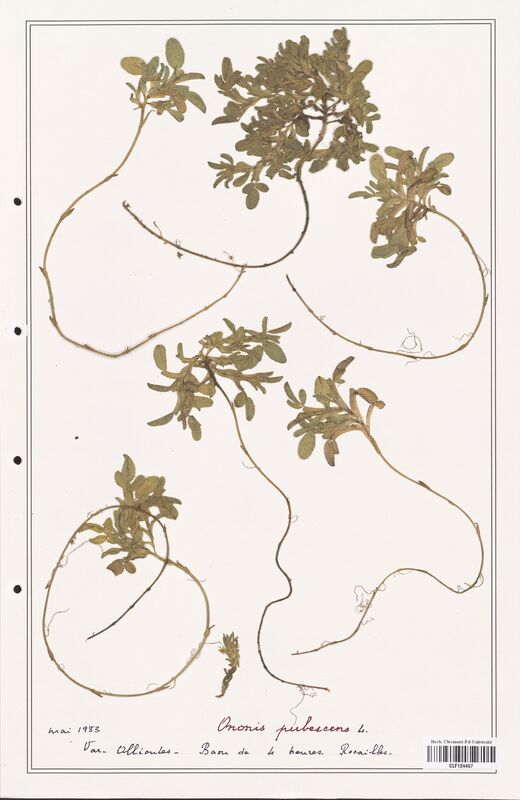 Ononis pubescens  (Fabaceae)