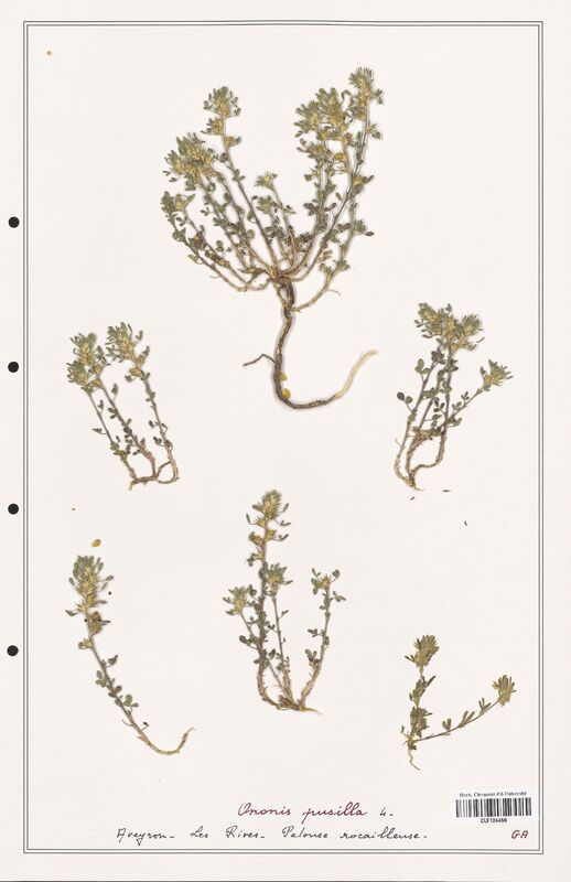 Ononis pusilla  (Fabaceae)