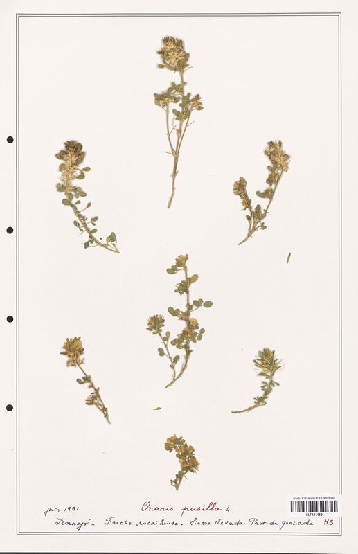 Ononis pusilla  (Fabaceae)