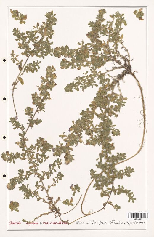 Ononis repens  (Fabaceae)