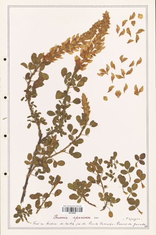 Ononis speciosa  (Fabaceae)