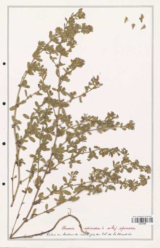 Ononis spinosa  (Fabaceae)