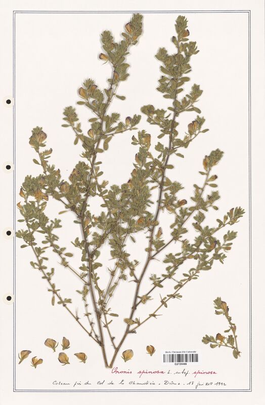 Ononis spinosa  (Fabaceae)