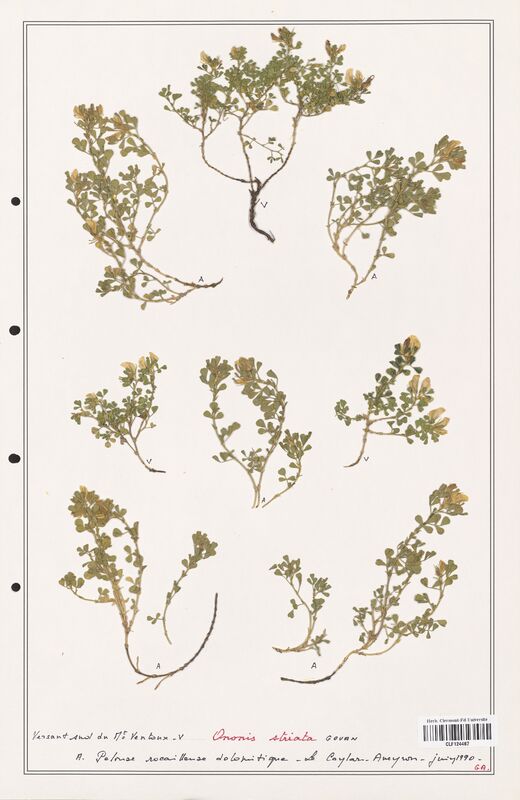 Ononis striata  (Fabaceae)