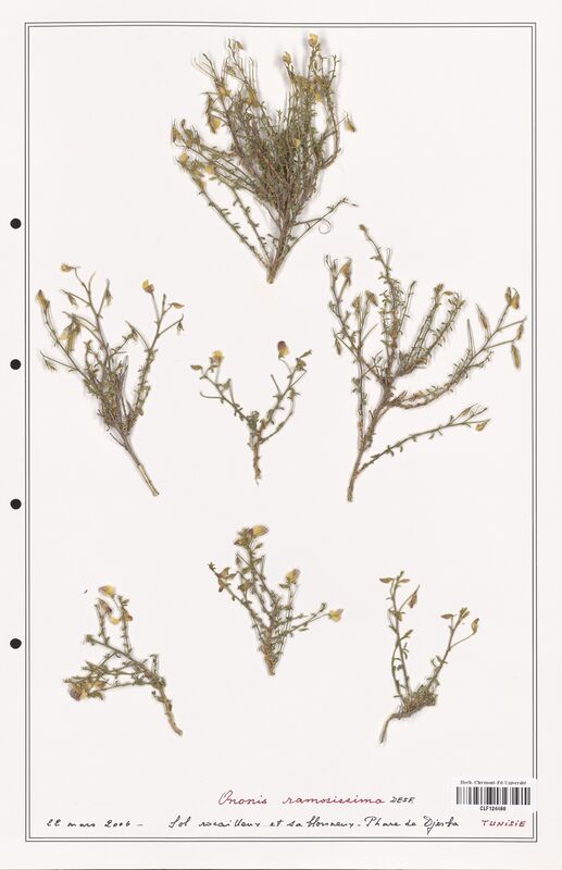 Ononis ramosissima  (Fabaceae)