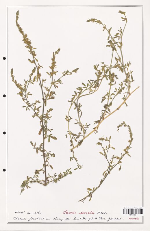 Ononis serrata  (Fabaceae)