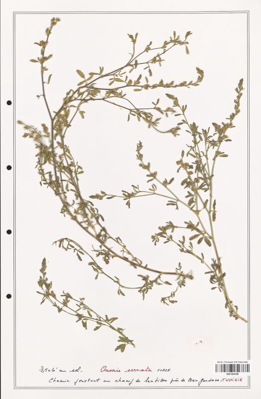 Ononis serrata  (Fabaceae)