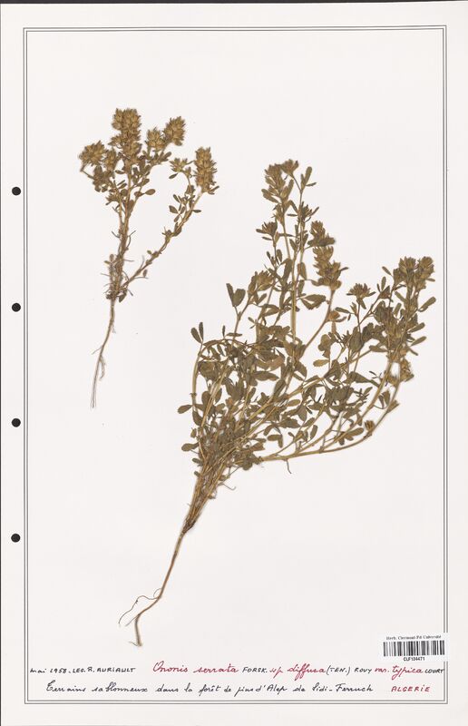 Ononis serrata  (Fabaceae)