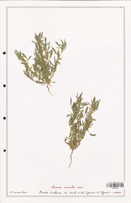 Ononis sicula  (Fabaceae)