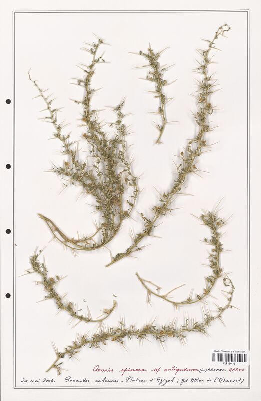 Ononis spinosa  (Fabaceae)