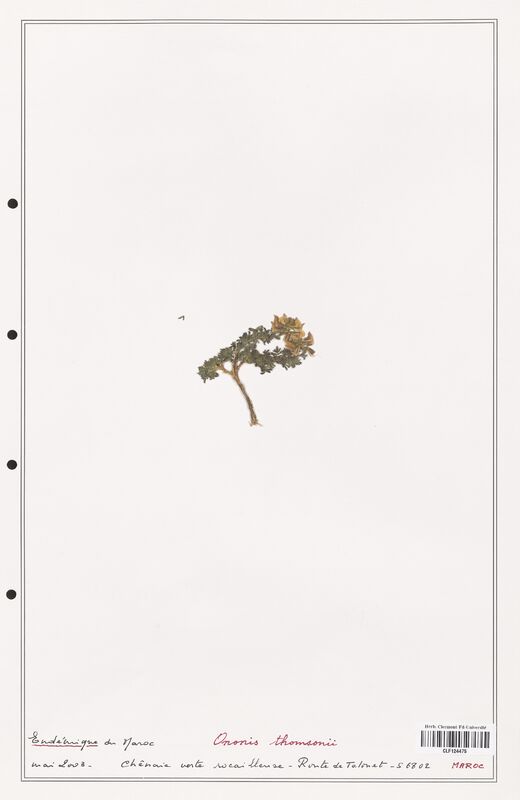 Ononis thomsonii  (Fabaceae)