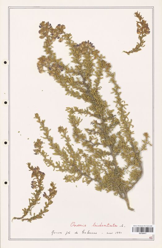 Ononis tridentata  (Fabaceae)