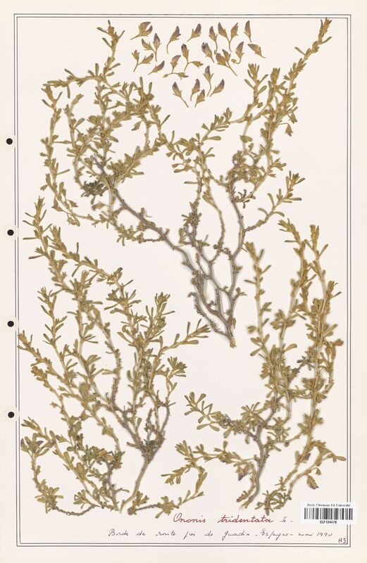 Ononis tridentata  (Fabaceae)