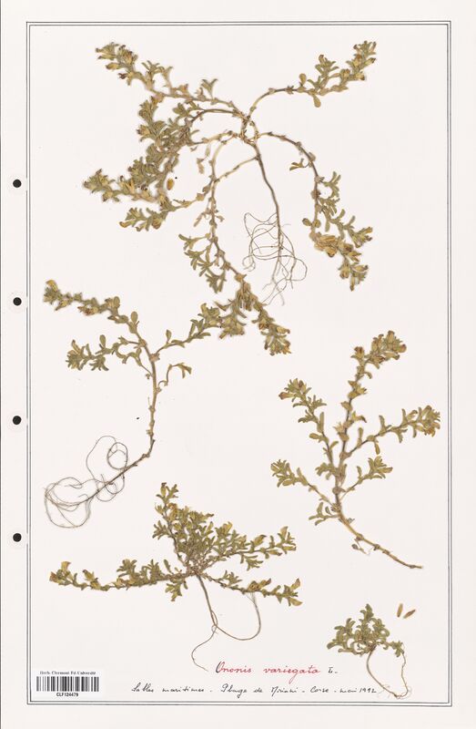 Ononis variegata  (Fabaceae)