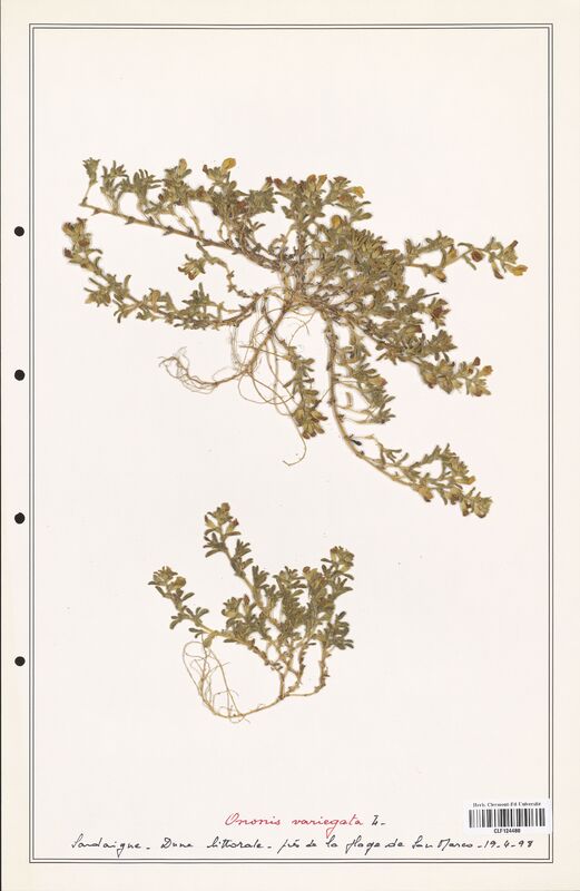 Ononis variegata  (Fabaceae)