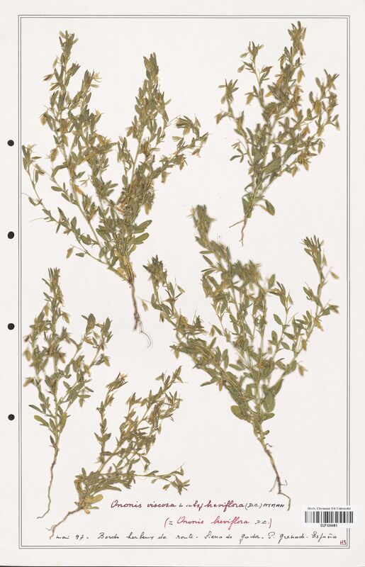 Ononis viscosa  (Fabaceae)