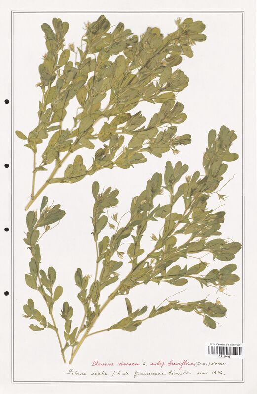 Ononis viscosa  (Fabaceae)