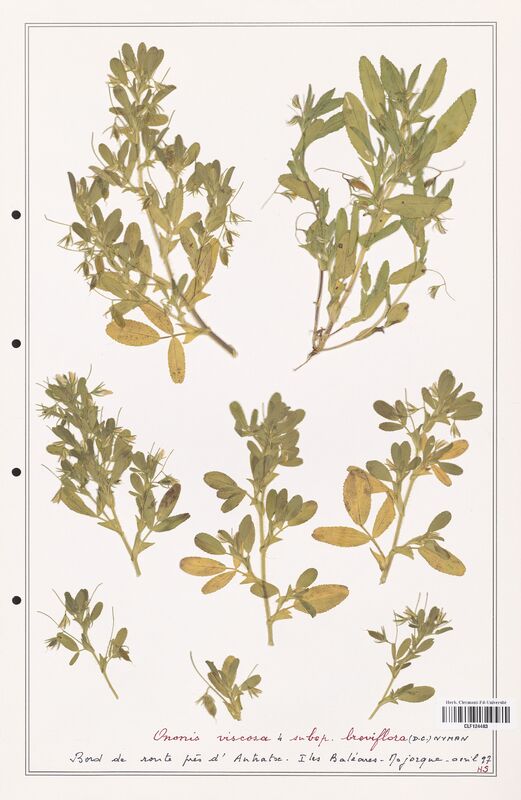 Ononis viscosa  (Fabaceae)