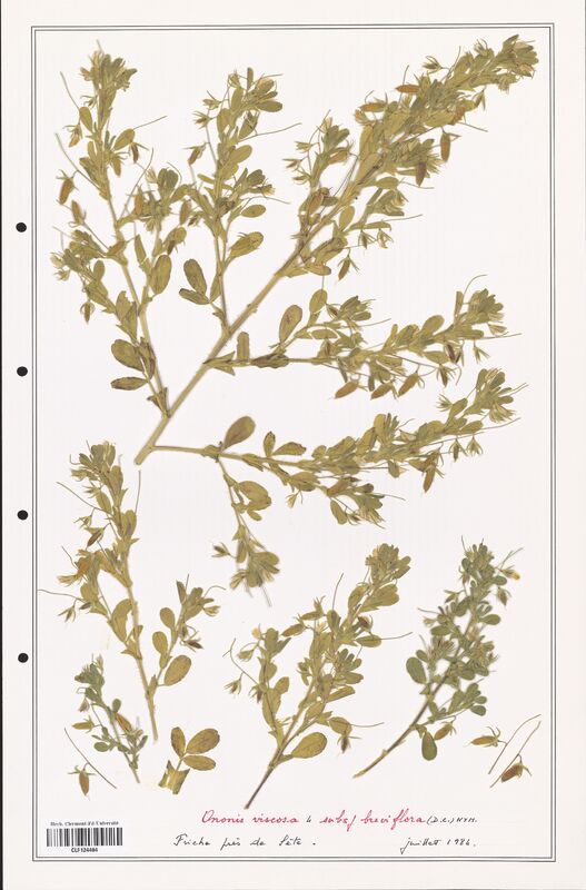 Ononis viscosa  (Fabaceae)