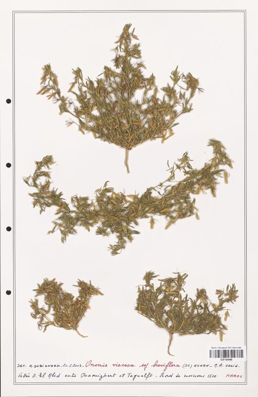 Ononis viscosa  (Fabaceae)