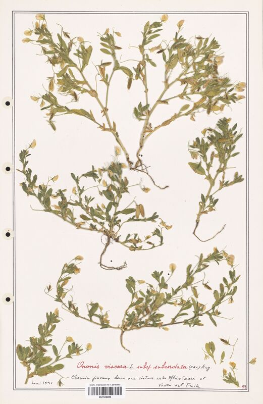 Ononis viscosa  (Fabaceae)