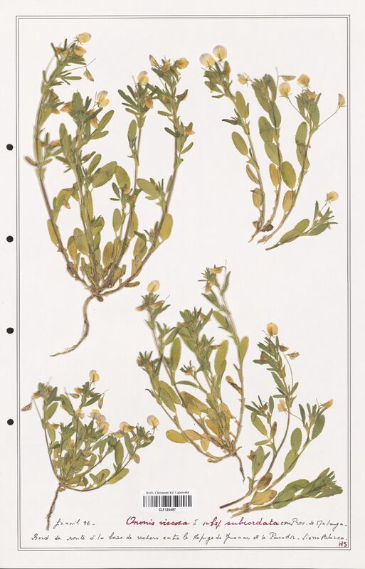 Ononis viscosa  (Fabaceae)