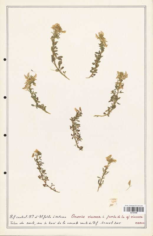 Ononis viscosa  (Fabaceae)