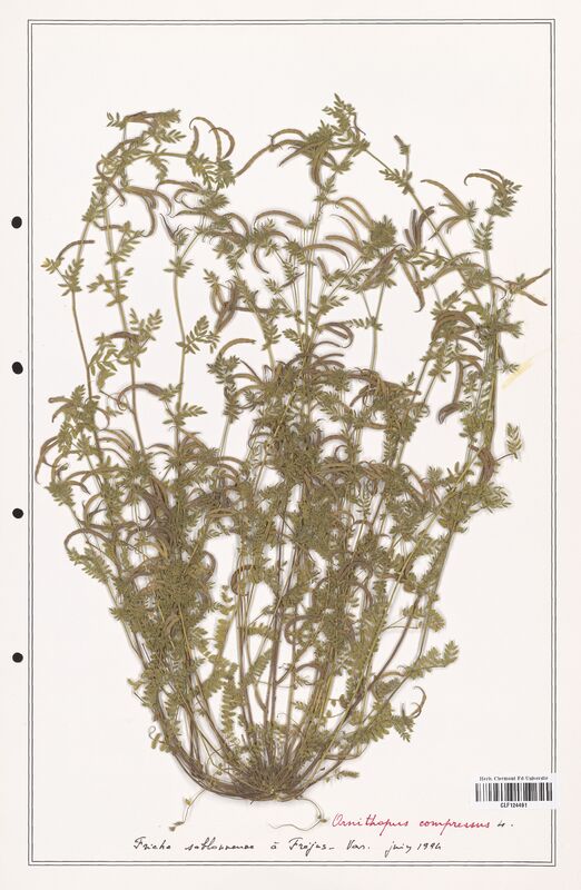 Ornithopus compressus  (Fabaceae)