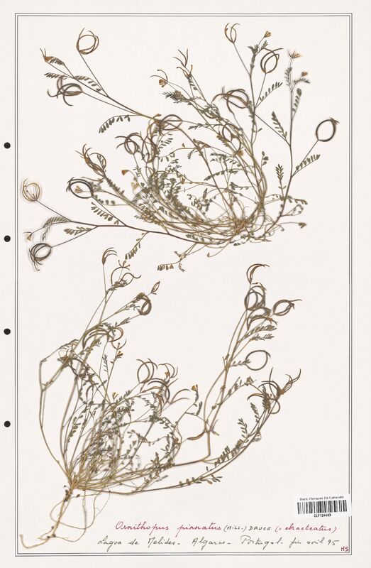 Ornithopus pinnatus  (Fabaceae)