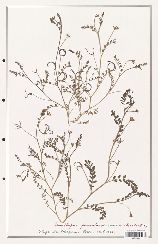 Ornithopus pinnatus  (Fabaceae)