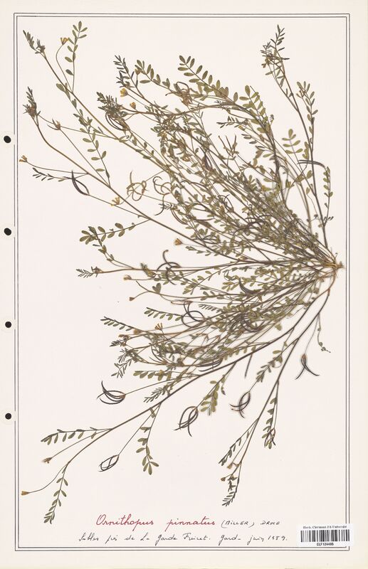 Ornithopus pinnatus  (Fabaceae)