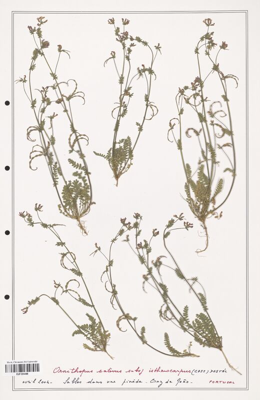 Ornithopus sativus  (Fabaceae)