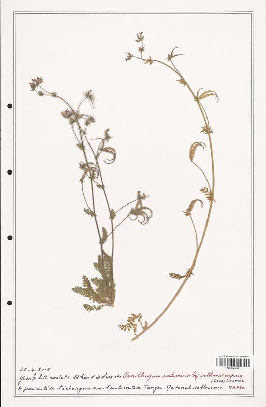 Ornithopus sativus  (Fabaceae)