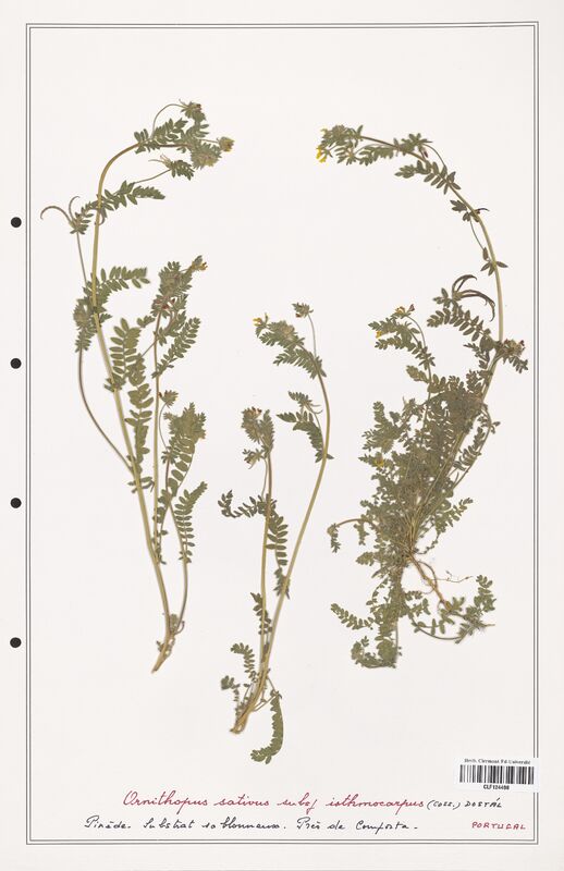 Ornithopus sativus  (Fabaceae)