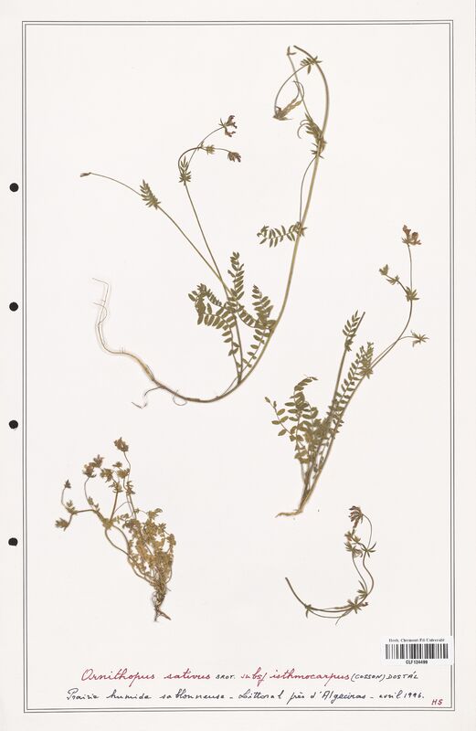 Ornithopus sativus  (Fabaceae)