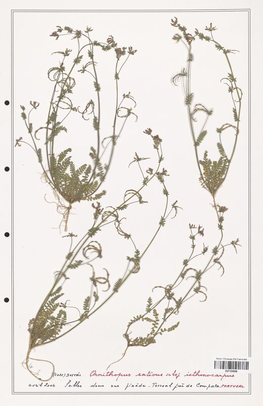 Ornithopus sativus  (Fabaceae)