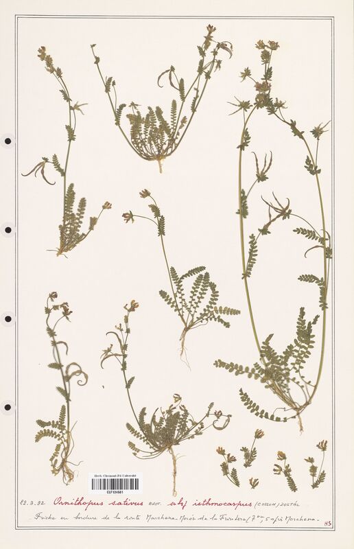 Ornithopus sativus  (Fabaceae)