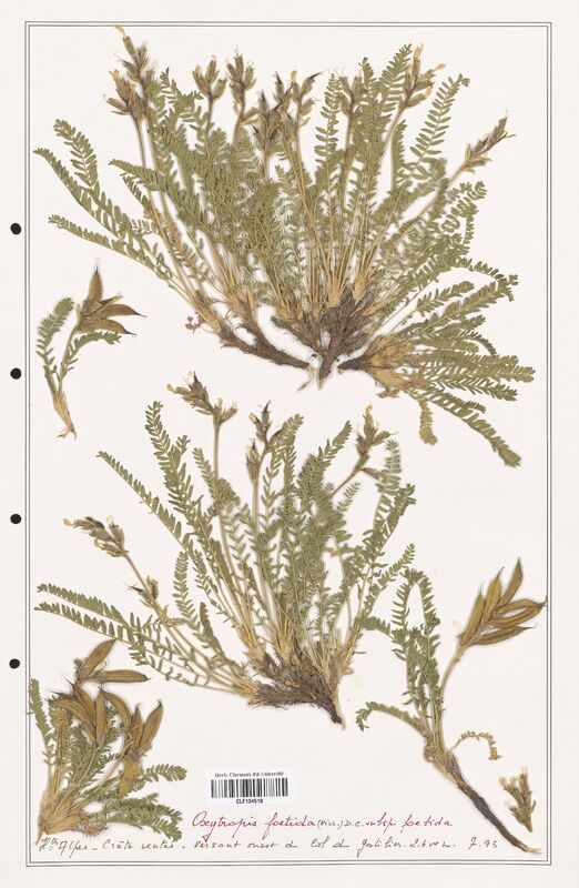 Oxytropis foetida  (Fabaceae)