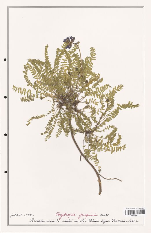 Oxytropis jacquinii  (Fabaceae)