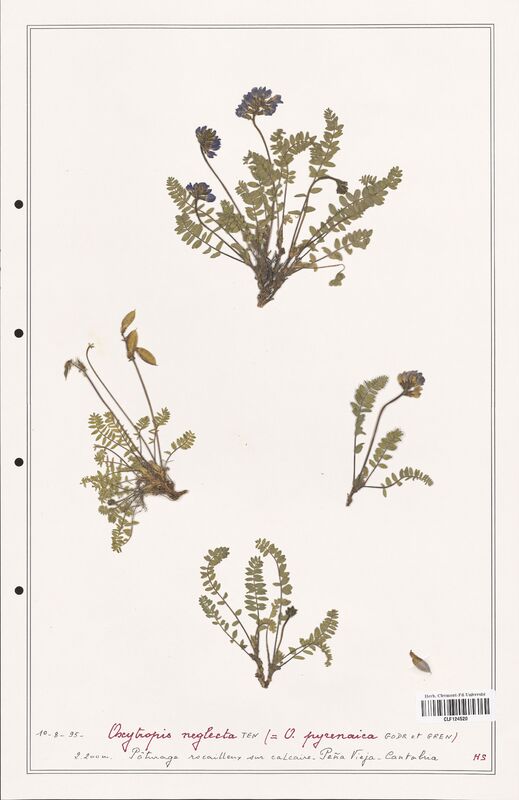 Oxytropis neglecta  (Fabaceae)