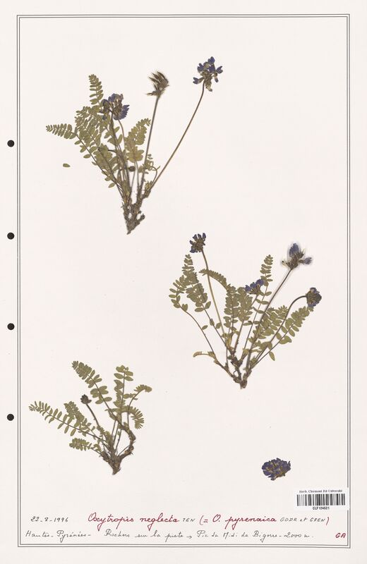 Oxytropis neglecta  (Fabaceae)